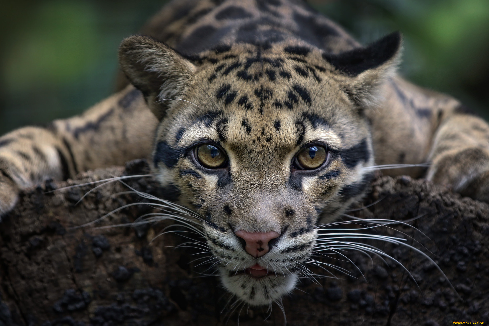 clouded leopard, ,  , 